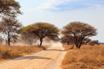 Poster - Road in Tarangire national park in Tanzania, Africa