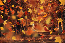 Park Landscape Falling Flying Yellow Leaves Autumn Background Walk Calendar