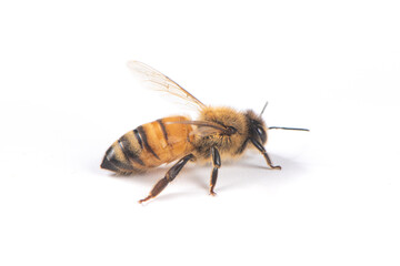 Wall Mural - Closeup of bee with detail isolated on white background 