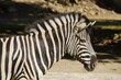Aufnahme eines Zebra Kopfes das nach rechts schaut