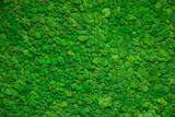 Fototapeta Dmuchawce - Inner wall made of green moss. Decorative background.