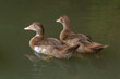 The hardhead duck ,Aythya australisis a chocolate brown diving duck with white rump and large white panels in the wings and male has white eyes while female is slightly paler with dusky eyes