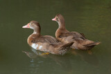 Fototapeta  - The hardhead duck ,Aythya australisis a chocolate brown diving duck with white rump and large white panels in the wings and male has white eyes while female is slightly paler with dusky eyes