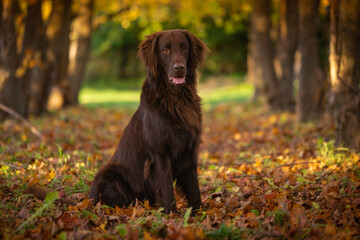 Beautiful brown flat-coated retriever sitting in the autumn park on the leaves