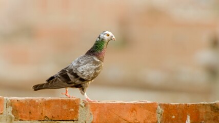 Poster - Side view of adorable Homing pigeon walking on brick wall