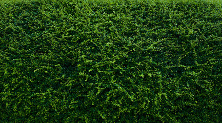 Wall Mural - small green leaves in hedge wall texture background. closeup green hedge plant in garden. eco evergr