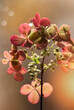 Różowe kwiaty Hortensji bukietowej