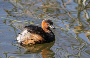 Wall Mural - Little Grebe or Dabchick, Pilanesberg National Park, South Africa