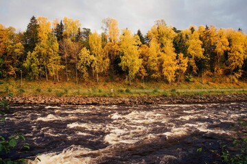 Forest with yellow trees in front of a wavy river with blue sky in the background