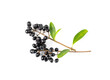 Black Elderberry Isolated, Sambucus Berries, Ripe Danewort, Elder berry on white background