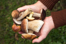 Mushrooms In Mushroom Picker Hand Close Up, Macro. Mushroomer With Wild Forest Mushroom Harvest Top View