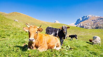 Encounter with some cows on the pasture meadows