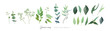 Vector, green leaves, seeded eucalyptus branches set. Watercolor jasmine flowers twig. Editable designer elements. Sage, green, greenery, decorative floral wedding collection isolated white background