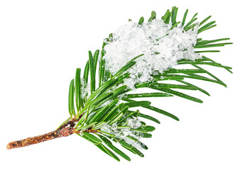 Wall Mural - fir branch with a snow isolated on white background. christmas concept.