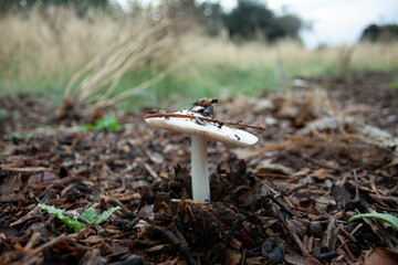 mushroom fungus on its first day of growth after the initial autumn rains