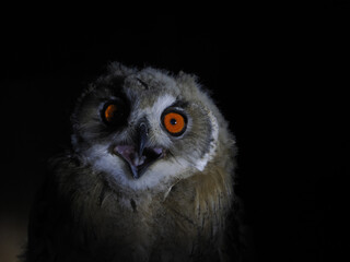 Canvas Print - owl portait isolated on black