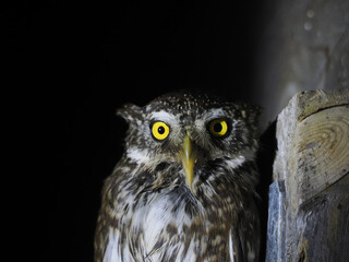 Canvas Print - owl portait isolated on black