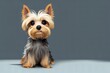 a small, dog sitting with very big ears, a small yorkshire terrier puppy sits and waits. generative ai
