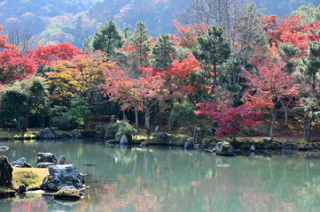 Sticker - 京都大本山天龍寺の日本庭園の紅葉風景