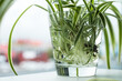 Green houseplant growing roots in water glass. Spider plant (Chlorophytum comosus) also called  ribbon plant, airplane plant. Water propagation for indoor plants.