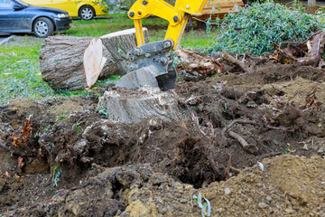 Canvas Print - Remove tree root stump that had been cut down in order for abulldozer to be used to clear piece of land.