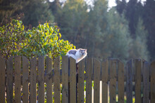 Cat On A Fence. Neighbors Cat Is Staring At Photographer.