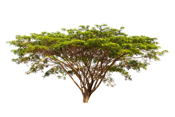 Isolated single tree greenery