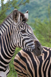 Fototapeta Konie - Plains Zebra, Pilanesberg National Park, South Africa