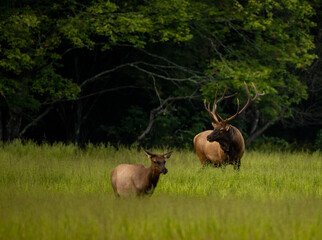 Sticker - Large Bull Elk Watches Female Elk In The Foreground