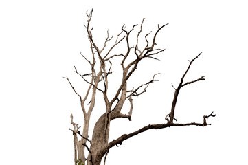 Dry branch of dead tree with cracked dark bark.beautiful dry branch of tree isolated on white background.Single old and dead tree.Dry wooden stick from the forest isolated on white background .