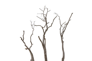 Dry branch of dead tree with cracked dark bark.beautiful dry branch of tree isolated on white background.Single old and dead tree.Dry wooden stick from the forest isolated on white background .