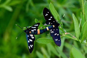 Canvas Print - mating Nine-spotted moths // paarende Weißfleck-Widderchen (Amata phegea)