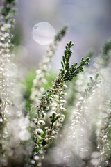 Sticker - White calluna