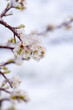 canvas print picture Plum tree blooming