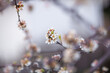 Leinwanddruck Bild Plum tree blooming