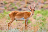 Male saiga antelope or Saiga tatarica walks in steppe