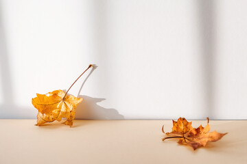 Poster - Abstract autumn studio background with maple tree leaves and shadows on wall.