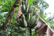 Green Bananas Attached On The Tree