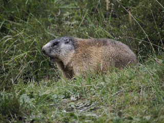 Canvas Print - marmot groundhog outside nest portrait