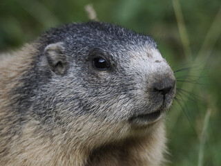 Wall Mural - marmot groundhog outside nest portrait