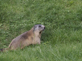 Wall Mural - marmot groundhog outside nest portrait