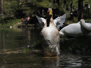 Wall Mural - female wild duck portrait in the lake