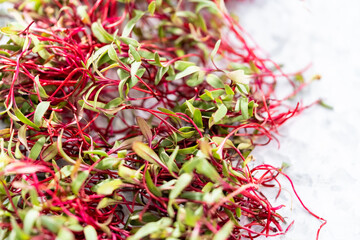 Wall Mural - Radish microgreens