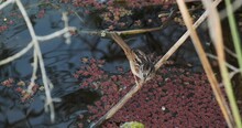 Florida Swamp Sparrow In Wetland