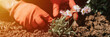 male hands in red gloves of young mature man gardener and farmer plants daisy wildflowers on his suburban homestead in countryside village near house gardening and decorating land. banner. flare