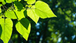 green leaves and leaf veins in backlight