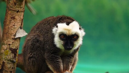 Sticker - brown lemur sitting on a blurred green background. slow motion