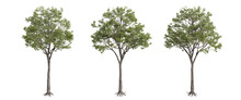 Tree Isolated On Transparent Background , Tree 3d Render