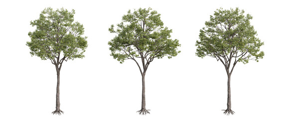 tree isolated on transparent background , tree 3d render