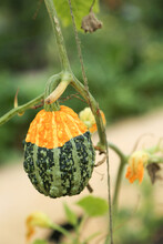 One Warty Pumpkin Of Green And Orange Color Is Hanging On The Stem Against The Background Of Greenery In The Garden.